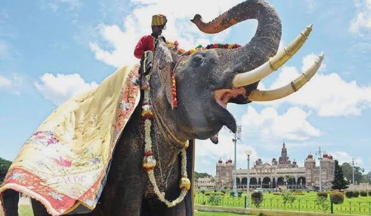 Elephant Arjuna, known for Mysuru Dasara procession, dies in wild tusker attack - Vimarsana News